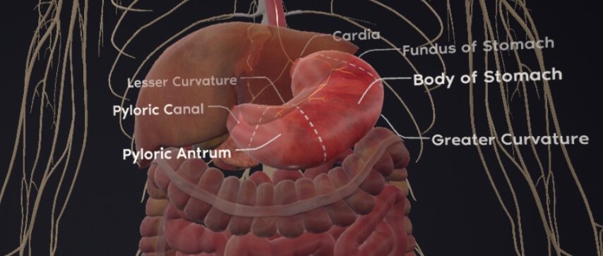 Bodymap Pro人体解剖地图 Medsim Healthcare Education Co